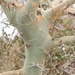 Acacia drepanolobium