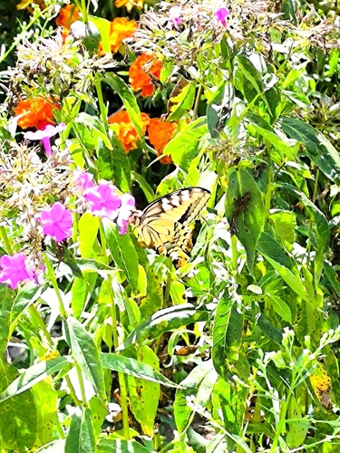 Old World Swallowtail