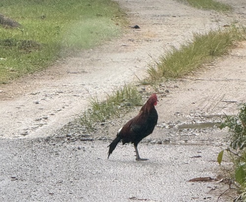 Red Junglefowl