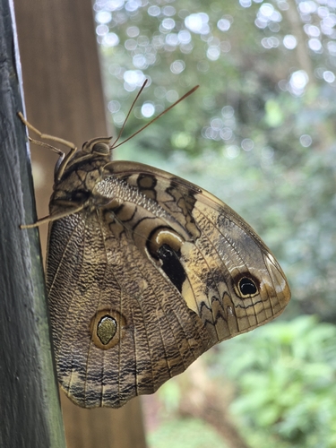 Tamarind Owl