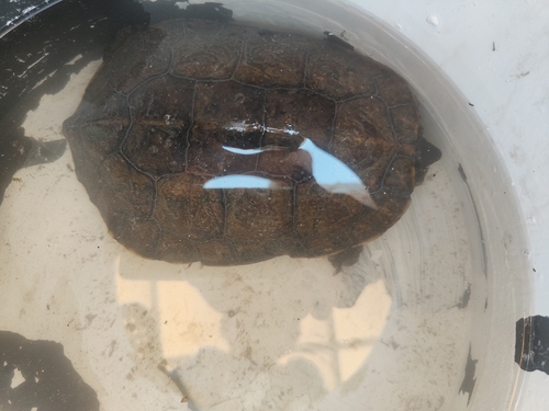 Mediterranean Turtle