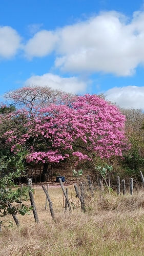 pink ipê