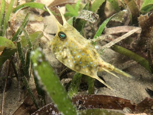 Longhorn Cowfish