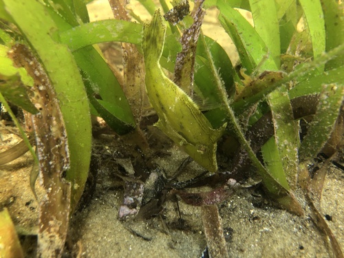 Wedgetail Filefish