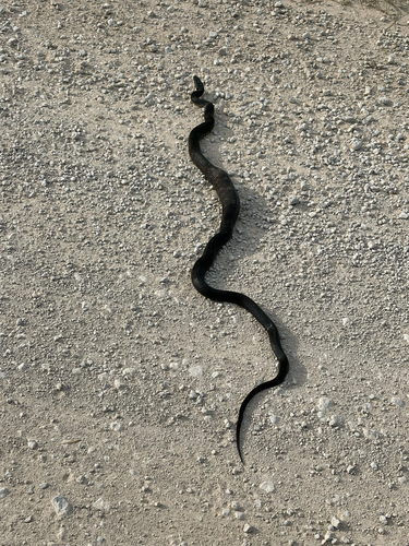 Western Ratsnake