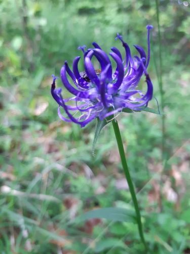 zerva hlavičkatá (Phyteuma orbiculare)