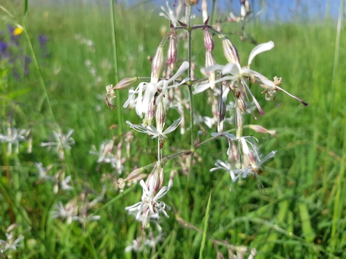 silenka ovisnutá (Silene nutans)
