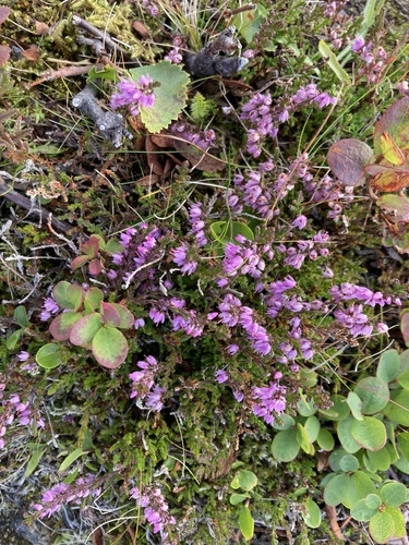 common heather