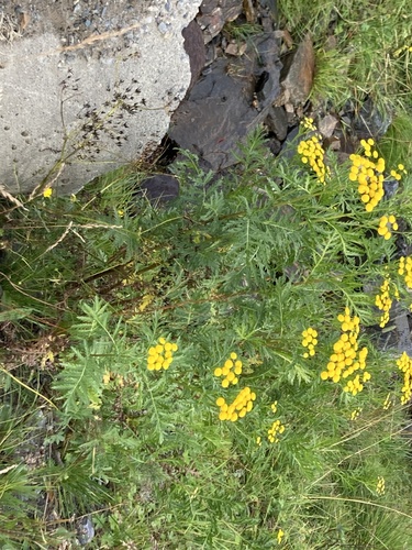 Common Tansy