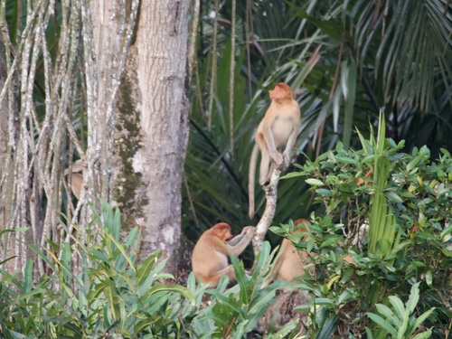 Proboscis Monkey