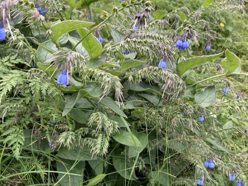 Caucasian Comfrey