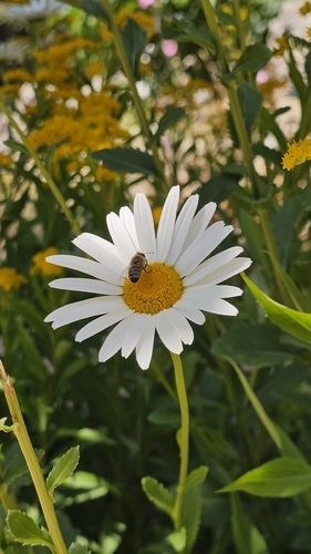 Western Honey Bee