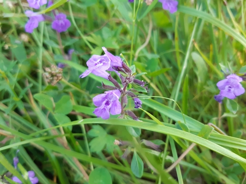 marulka alpínska (Clinopodium alpinum)