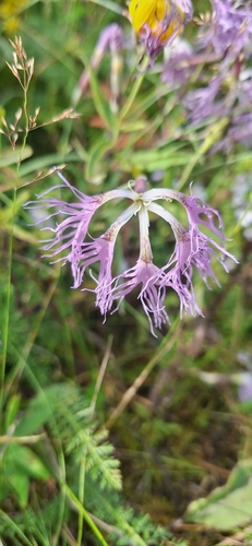 Fringed Pink