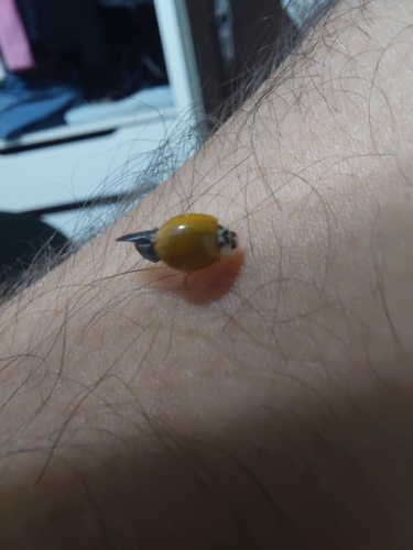 Asian Lady Beetle