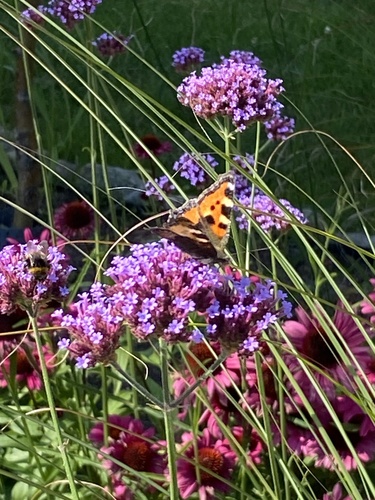 Small Tortoiseshell