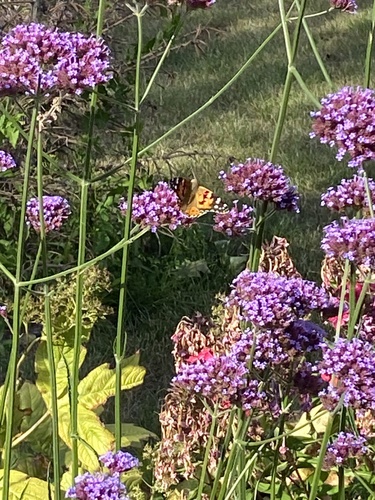 Painted Lady