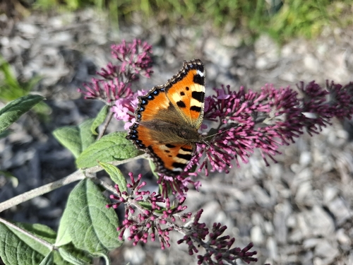 Small Tortoiseshell