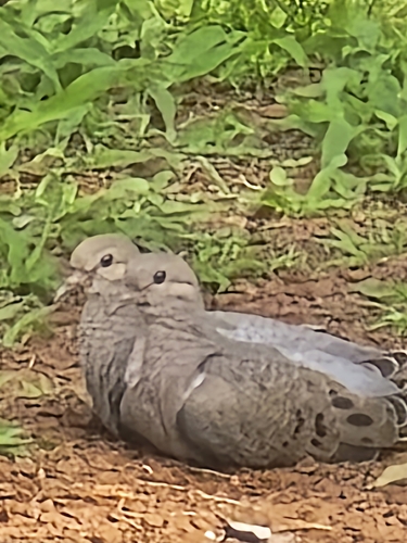 Eared Dove