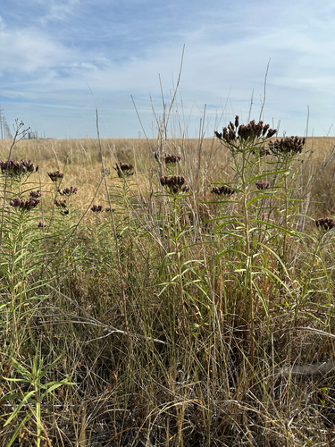 Plains Ironweed