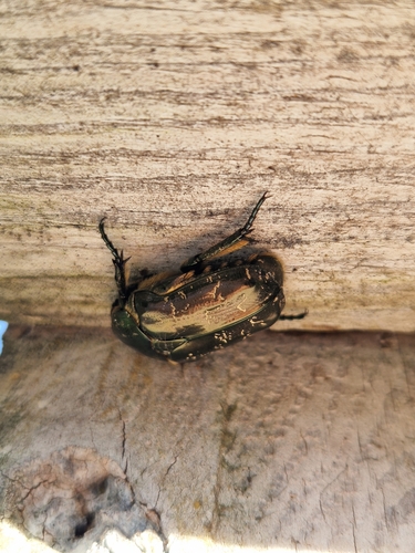 Marbled Rose-chafer