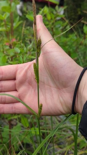 water sedge