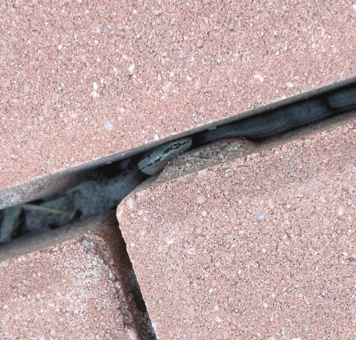 Smooth Snake