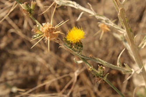 Yellow Star-Thistle