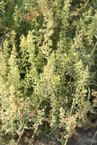 Wild Mignonette