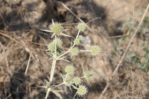 Field Eryngo