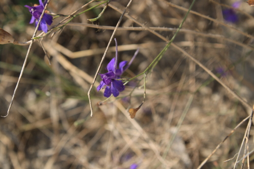 Forking Larkspur