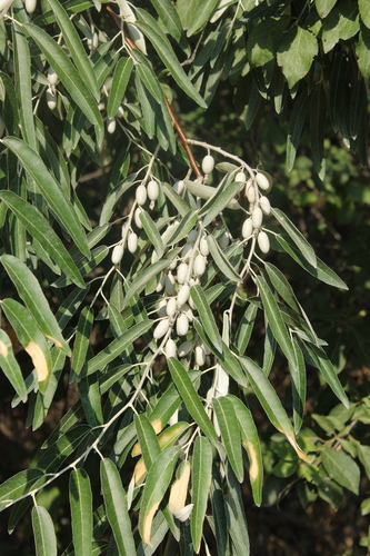 Russian olive
