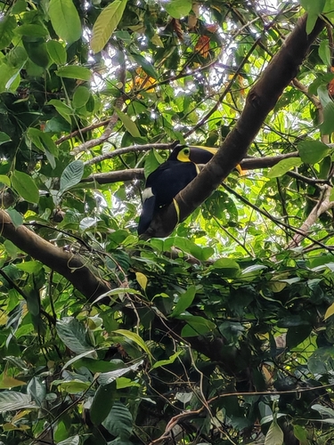 Yellow-throated Toucan