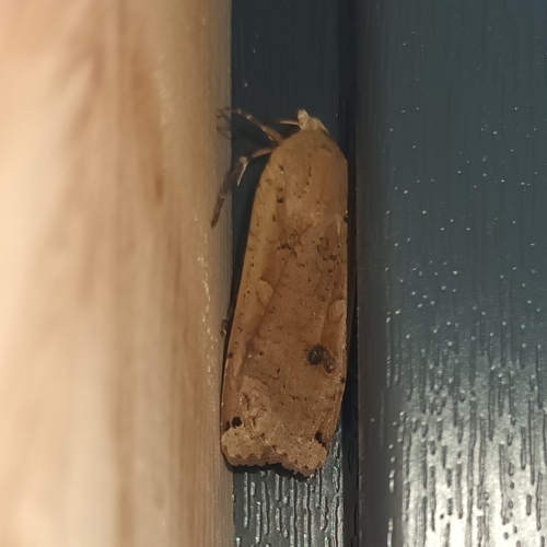 Large Yellow Underwing