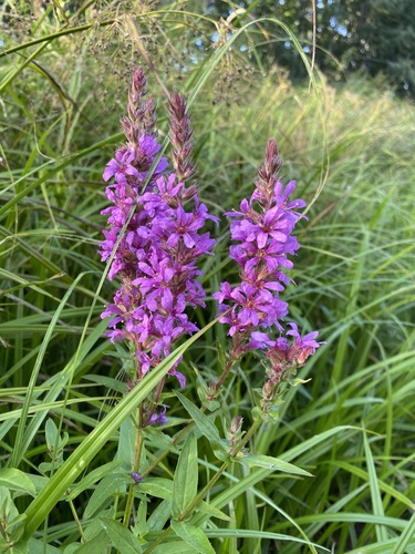 purple loosestrife
