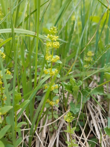 krížavka jarná (Cruciata glabra)