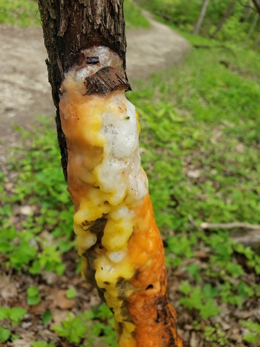 deer vomit