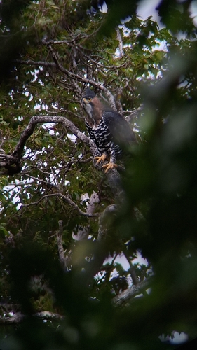 Ornate Hawk-Eagle