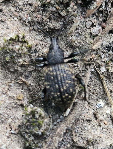 Black Vine Weevil
