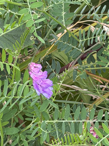 tufted vetch