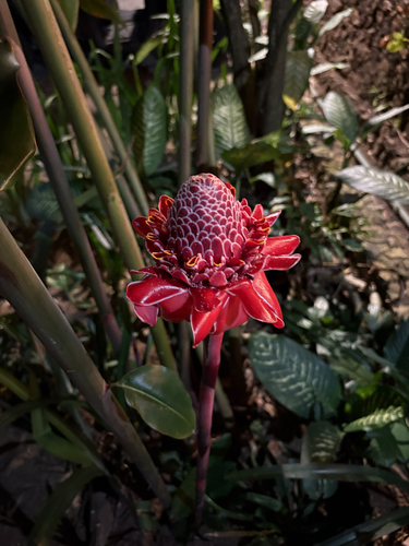 Torch ginger