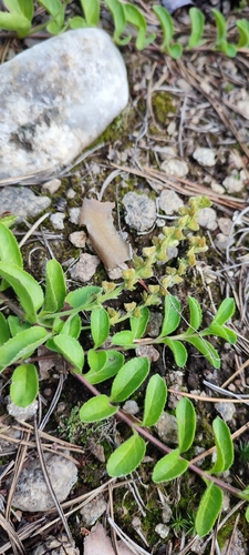 heath speedwell