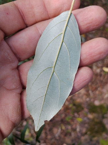 Styrax leprosus
