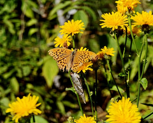 Silver-washed Fritillary