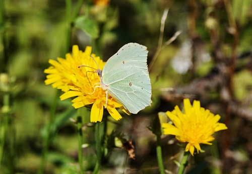Common Brimstone