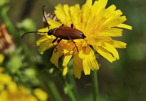 Red Pine Longhorn Beetle