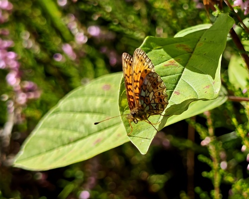 Eurasian Silver-bordered Fritillary