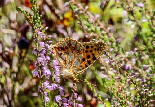 Queen of Spain Fritillary