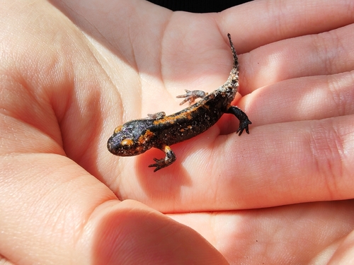 Fire Salamander
