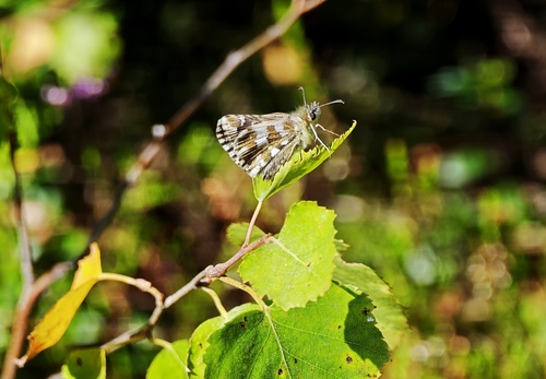 Large Grizzled Skipper